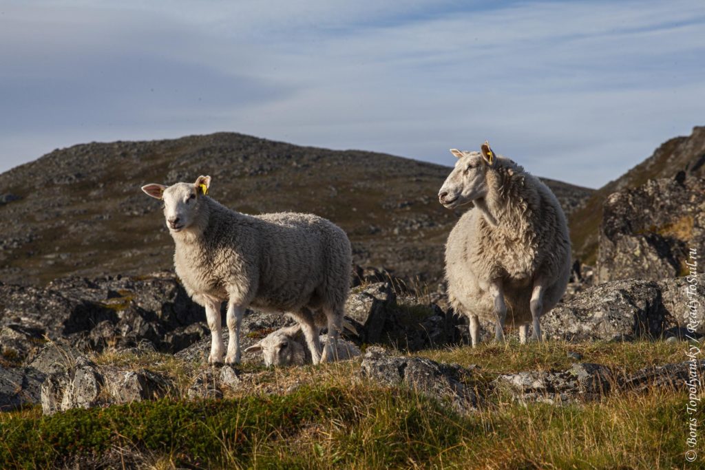 Овцы, Норвегия